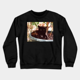 Kitten in Garden Pot Crewneck Sweatshirt